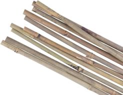 Podpěra rostlin bambus Garden KBT 1800/14-16 mm 10 ks
