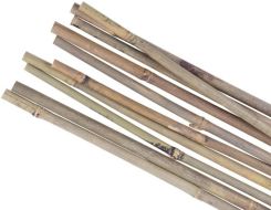 Podpěra rostlin bambus Garden KBT 2100/14-16 mm 10 ks